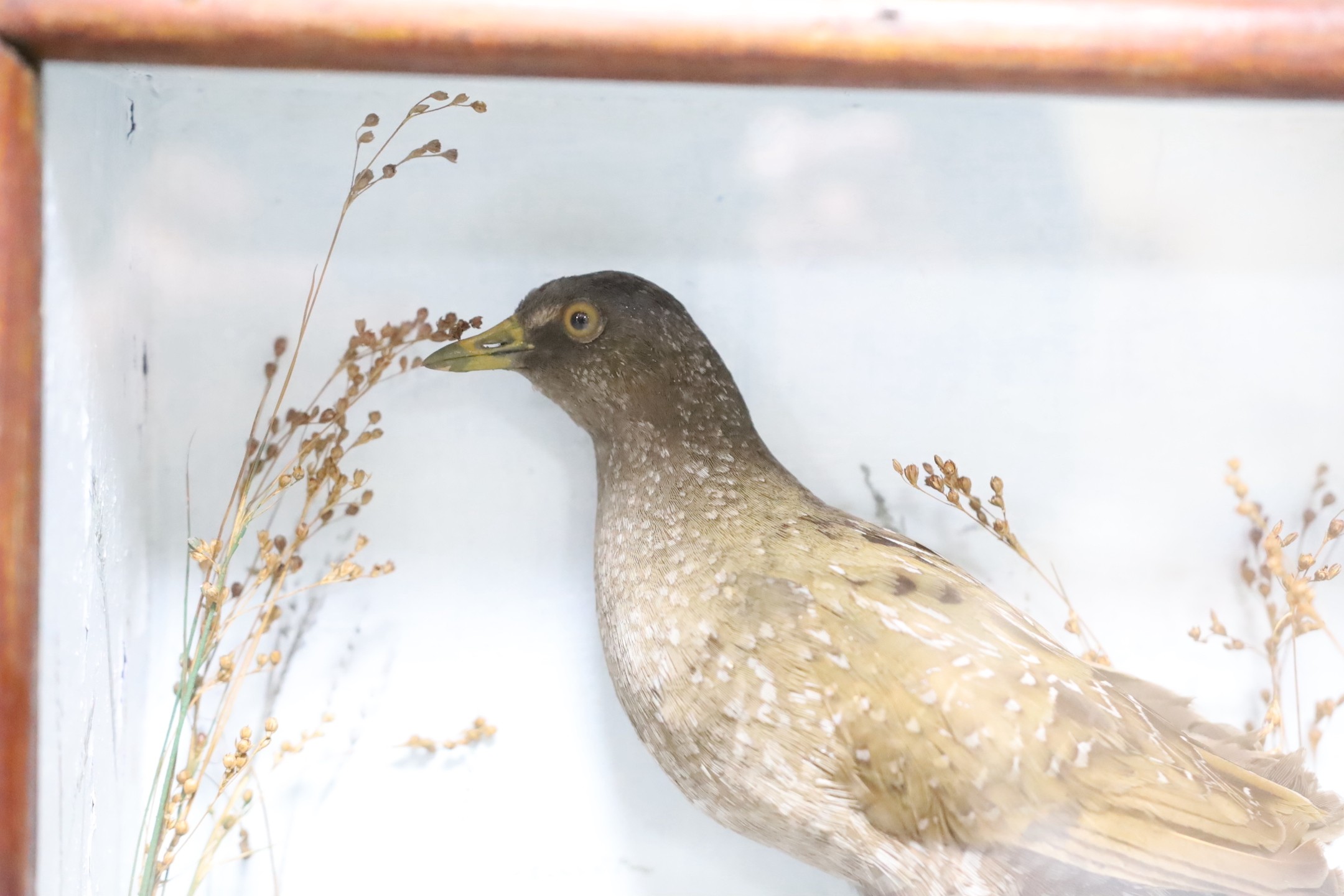 A cased taxidermy Spotted Crake, case 26cms x 23.5cms